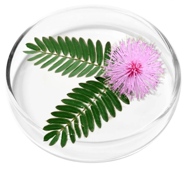 Mimosa pudica seed extract – FemiPro ingredient for gut and microbiome balance